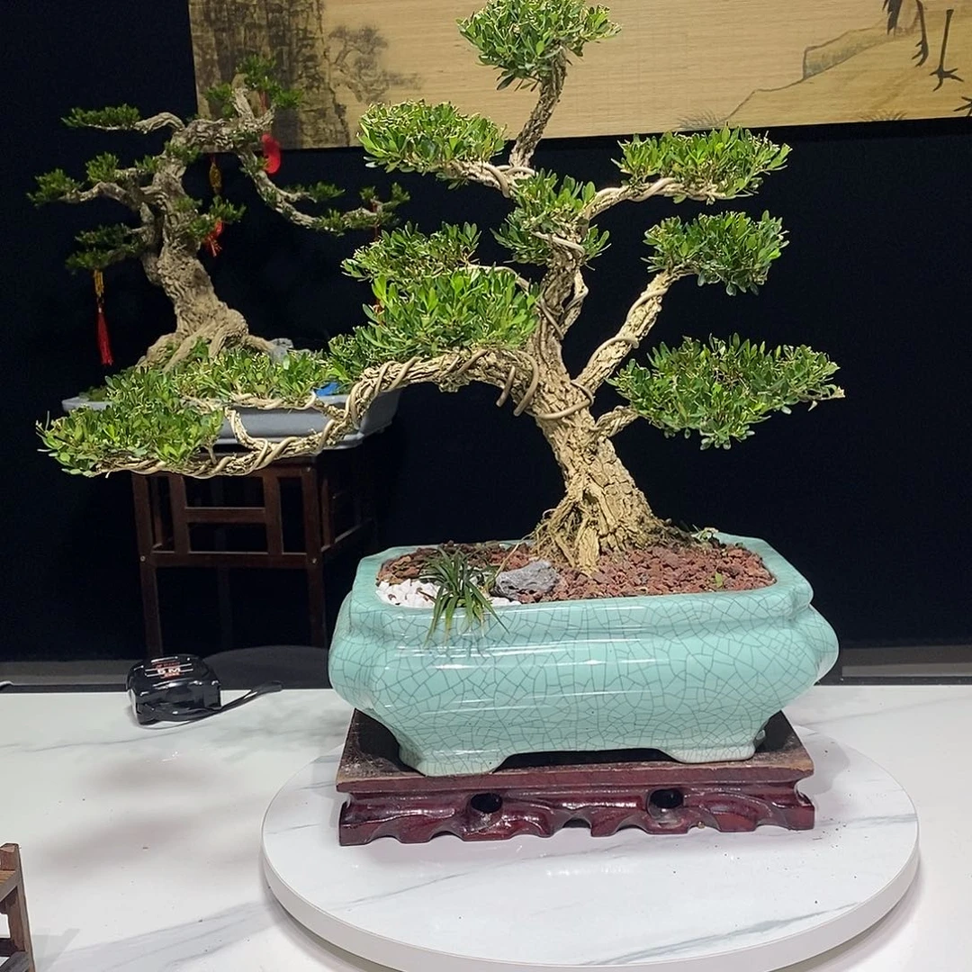 当前无花朵，栽培后可花朵