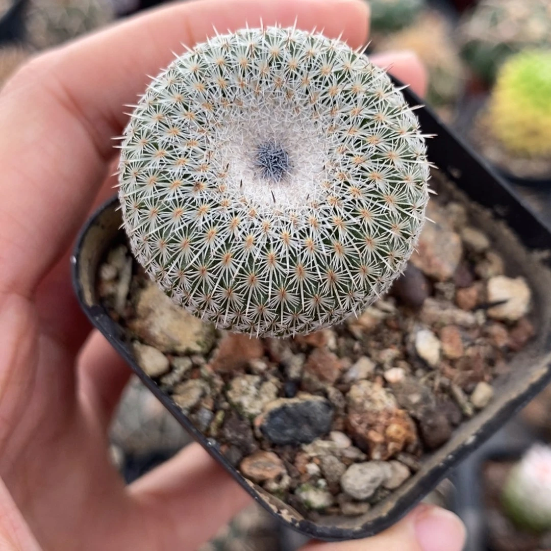 实生乌月植播园艺