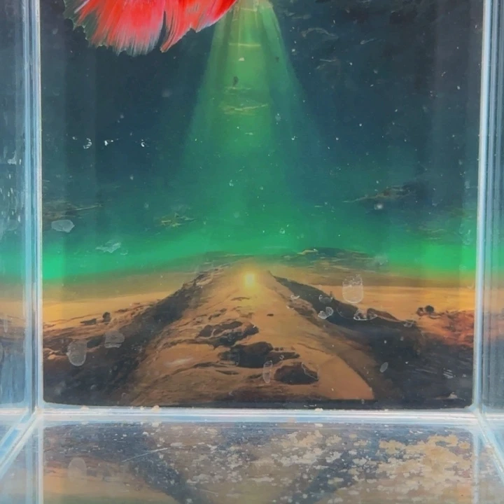 斗鱼就是说自己的人生