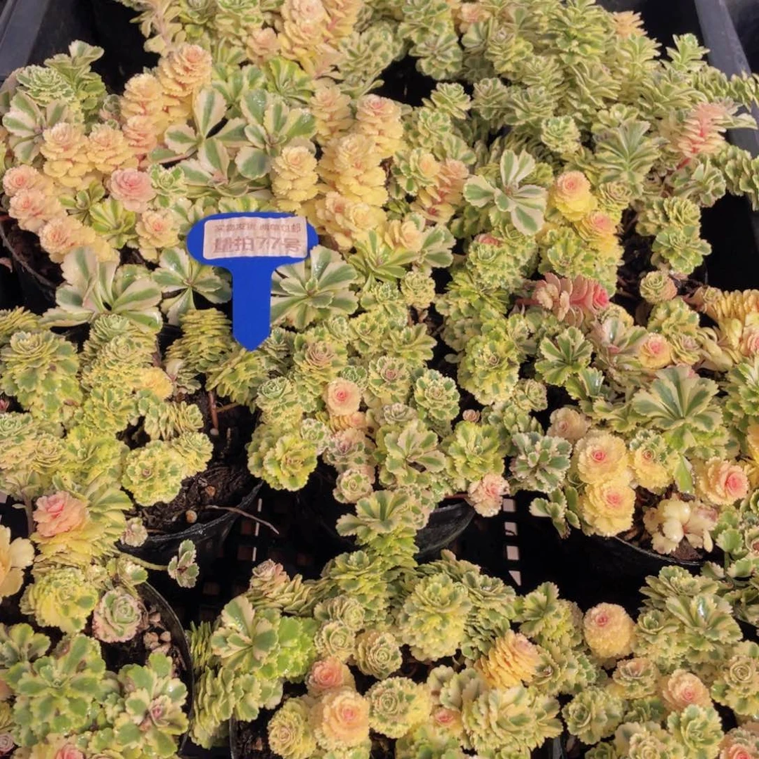 量拍77号 亚特兰蒂斯锦一盆