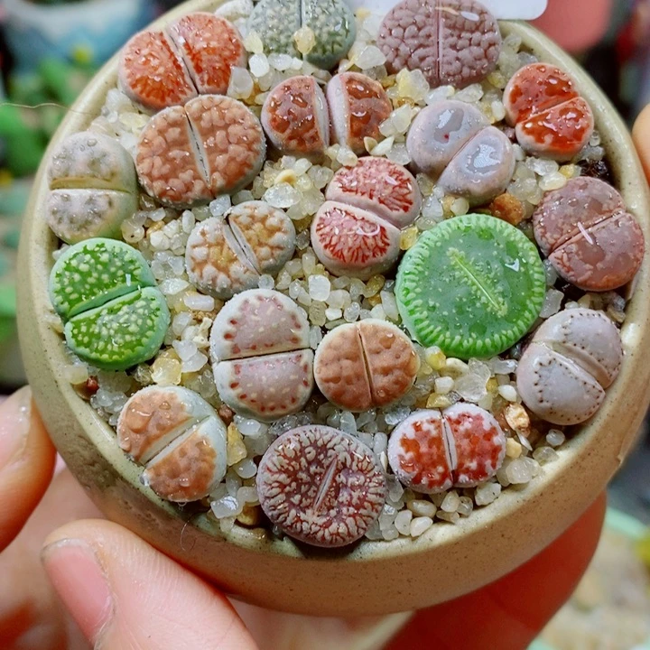 生石花花花花花花222