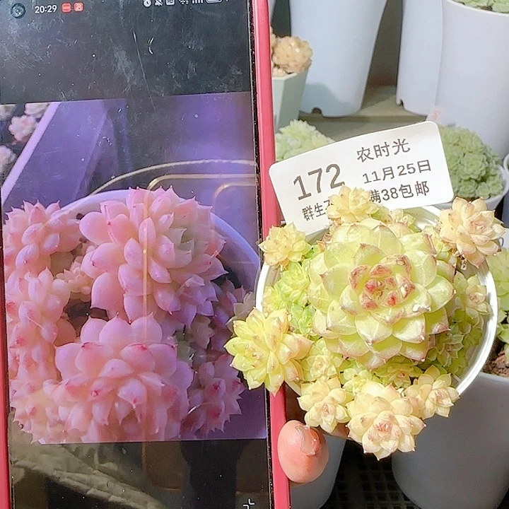 1125-172ttp-23麦杆