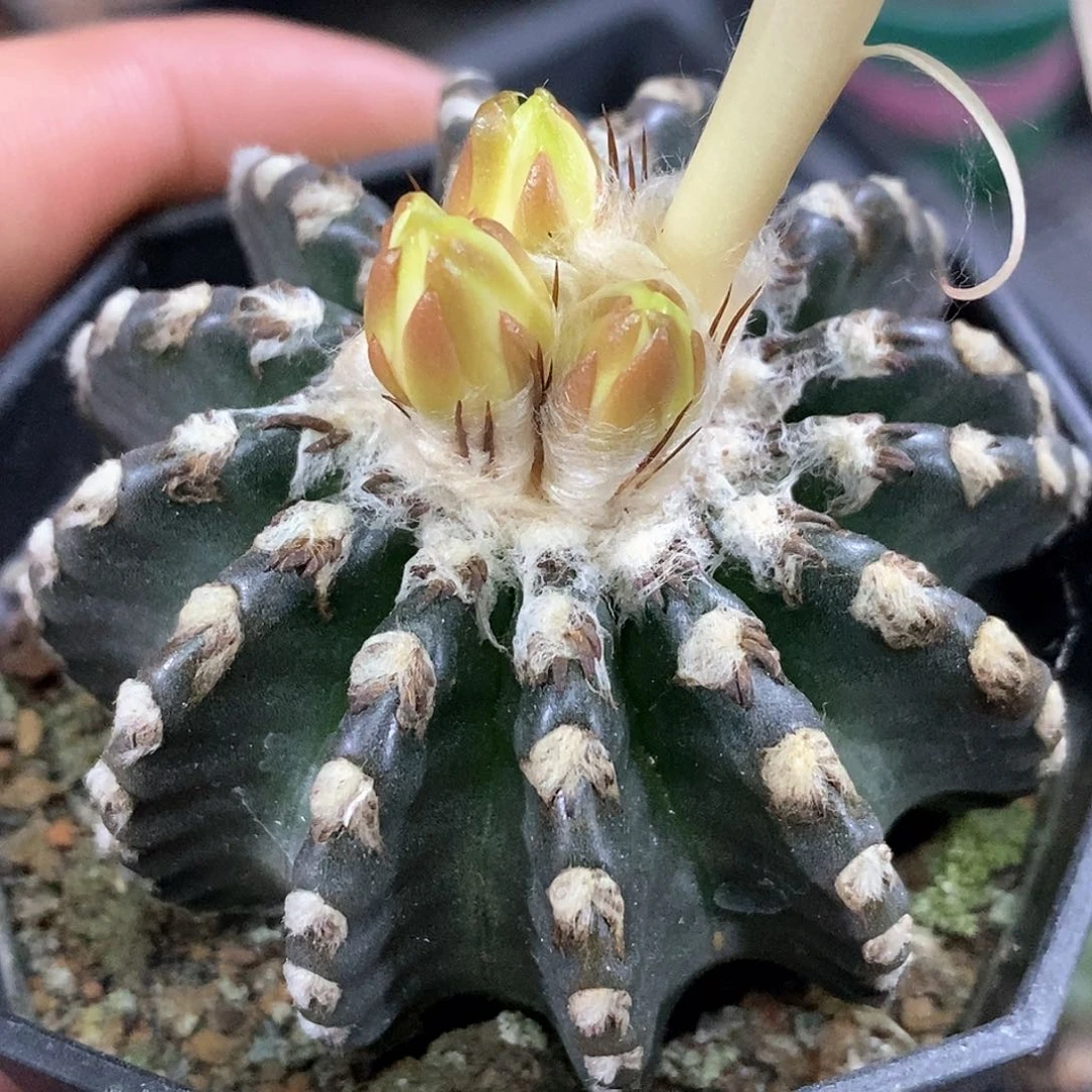 孤品实生特选大奇特球5.4cm带花苞