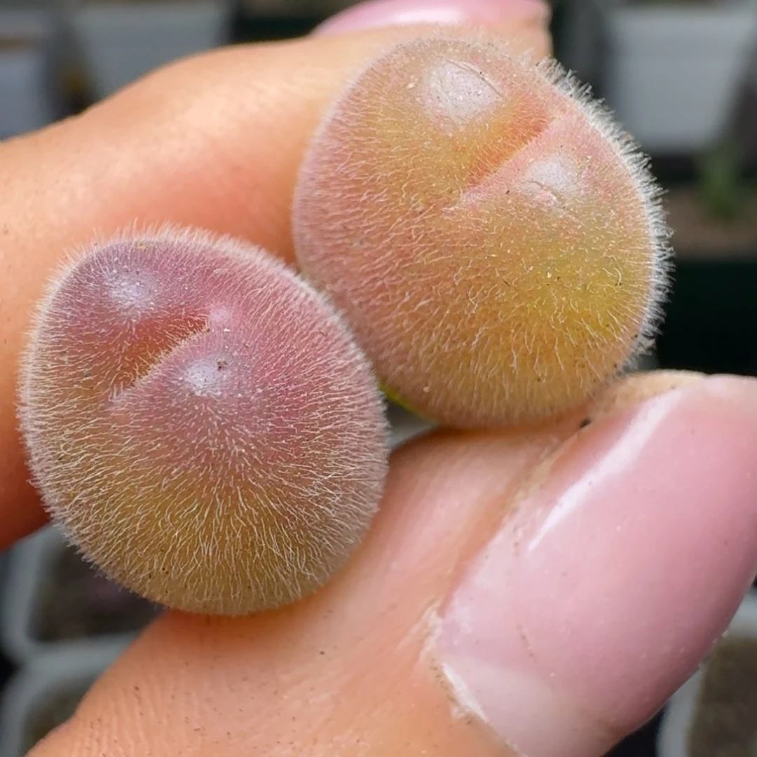 228两颗长毛翠滴0000000