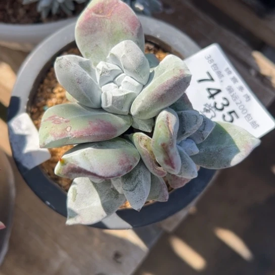 &*谢谢宝～一物一拍7435