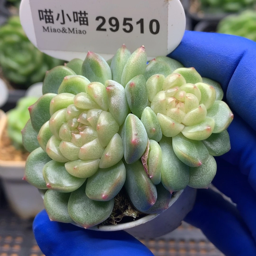 多肉植物杂交珍妮