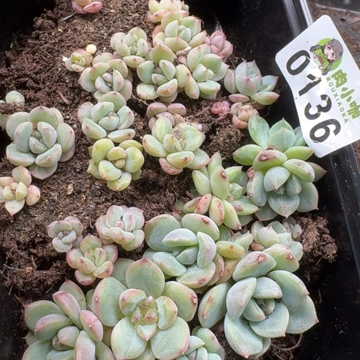 当前无花朵,栽培后可花朵多肉植物多肉植物