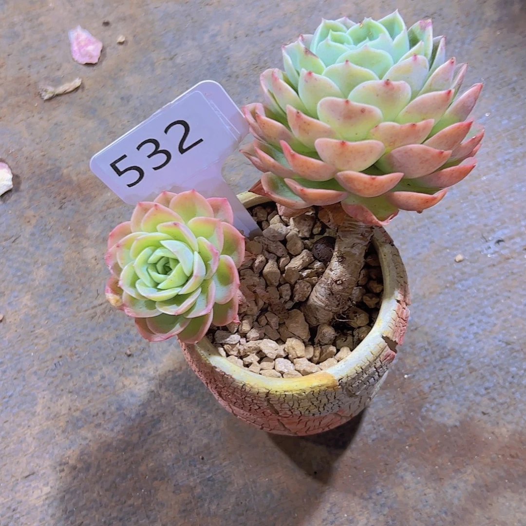 ?***?532哈密瓜10元元元
