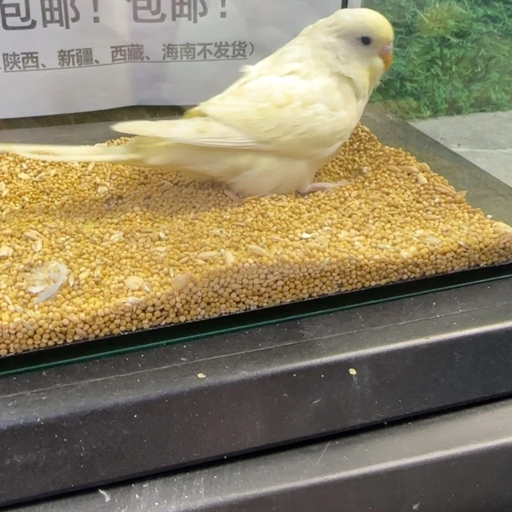 虎皮鹦鹉大头虎皮鹦鹉