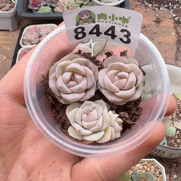 多肉植物多肉植物