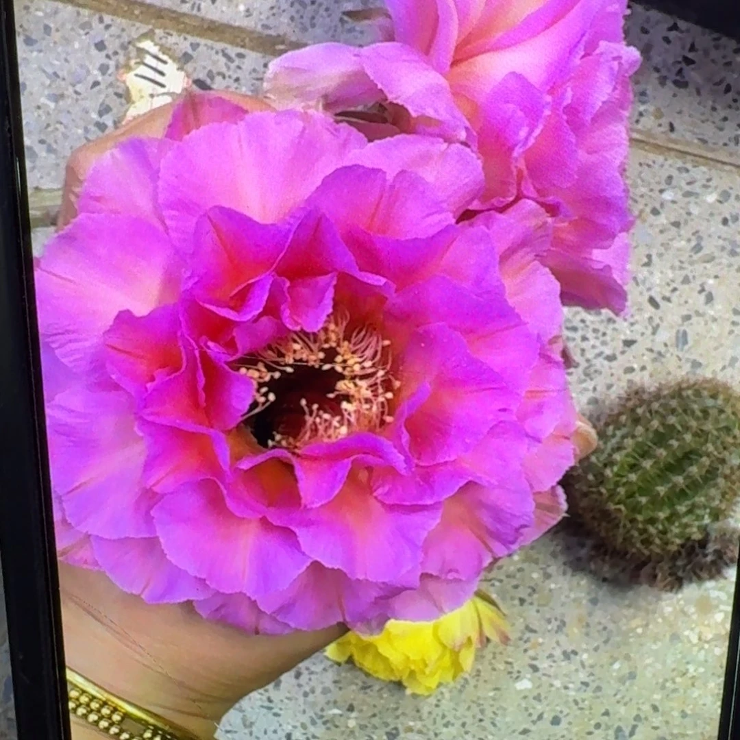 56彩草国色歪4公分左右无根侧牙，20包邮