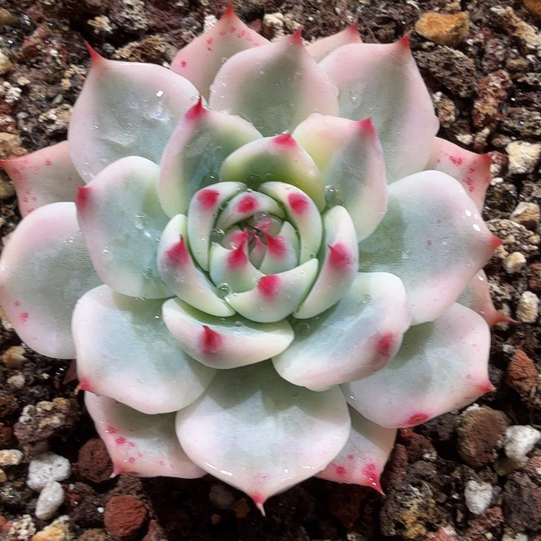 吉娃娃锦，多肉植物