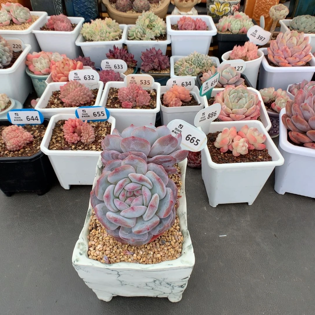 反*序665 星影多肉多肉