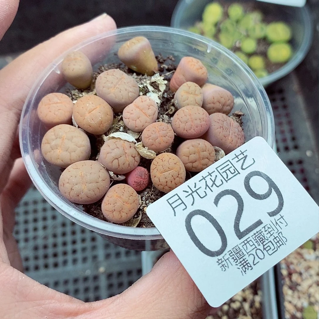 一个人不在公司住029
