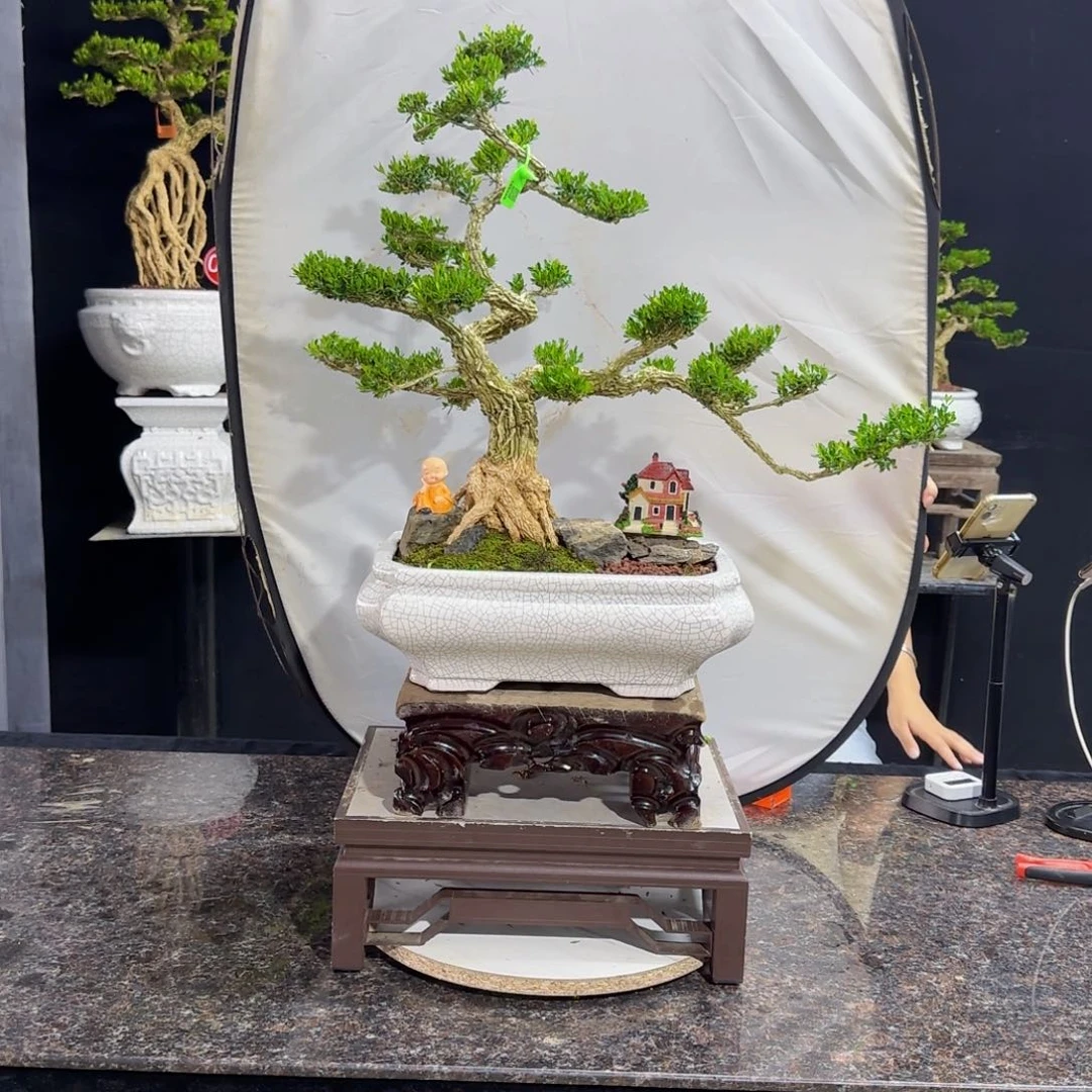 当前无花朵，栽培后可花朵