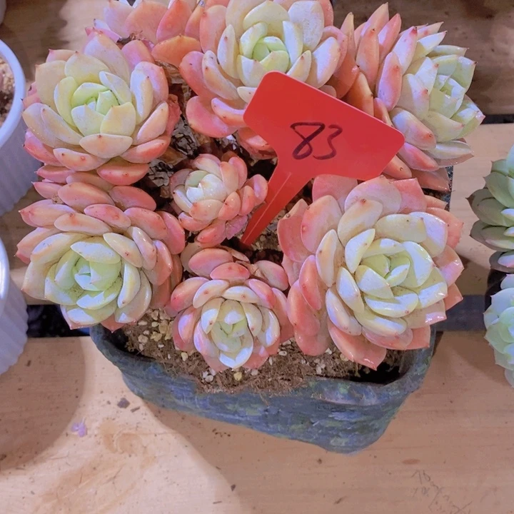 丫****8这个点就不应该喝的