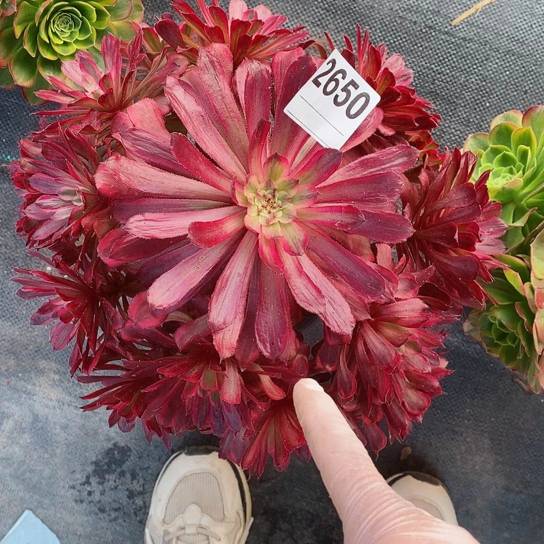 红陶2650红腹轮4多肉