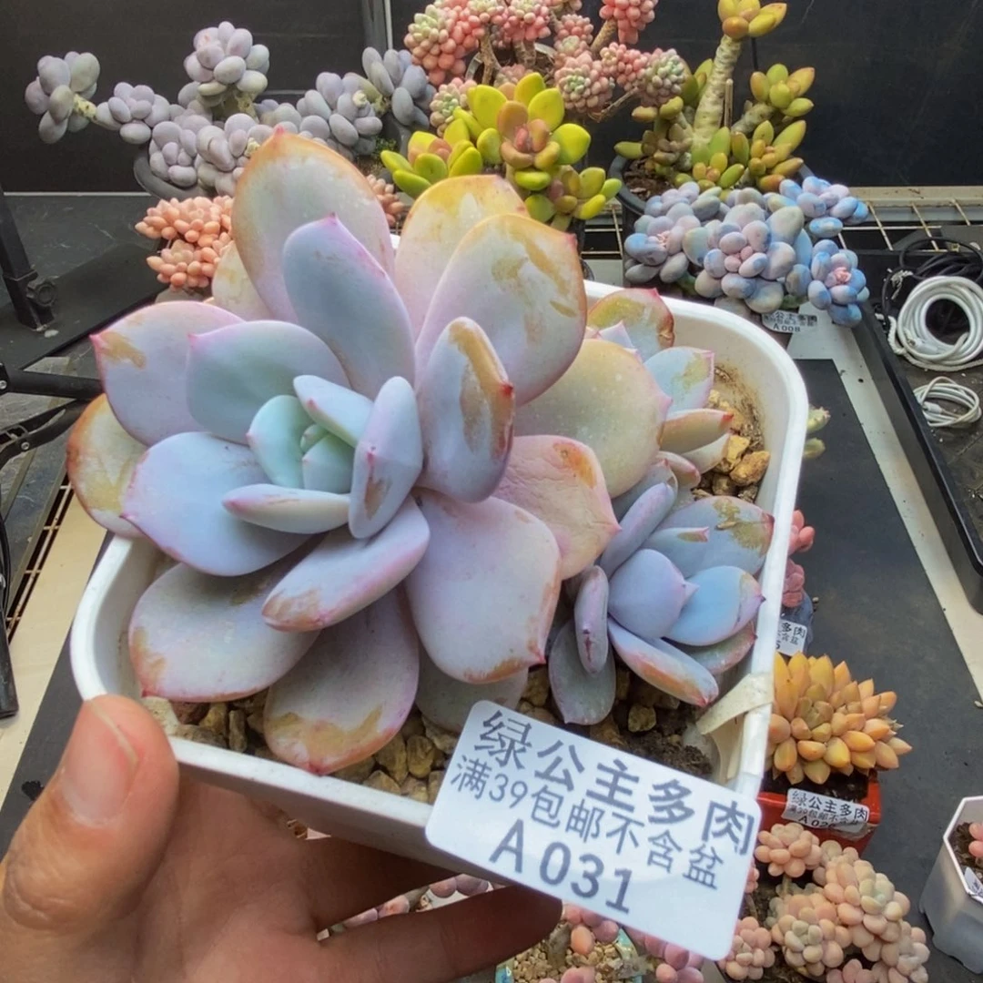 031奶茶多肉肉8c m