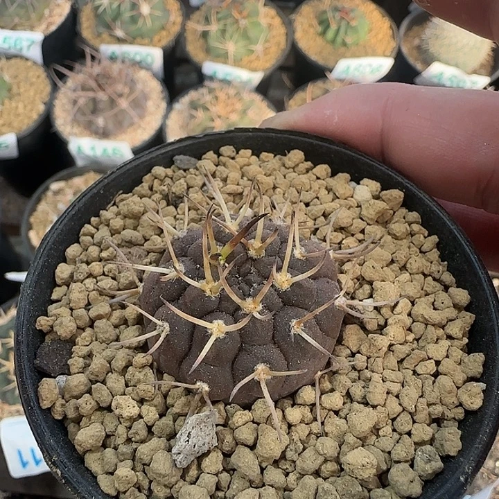 武勋 实生仙人球498