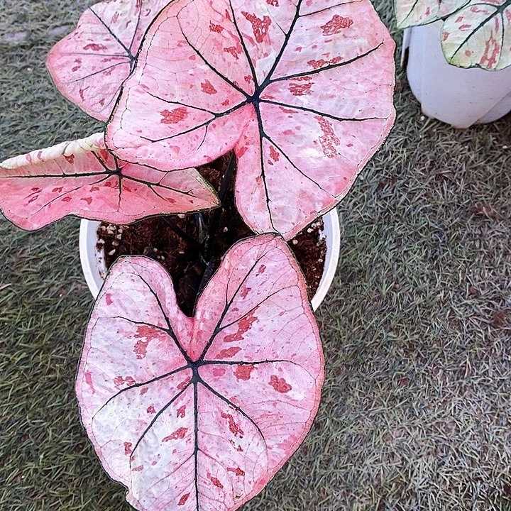 炒***福完全开放草莓专拍