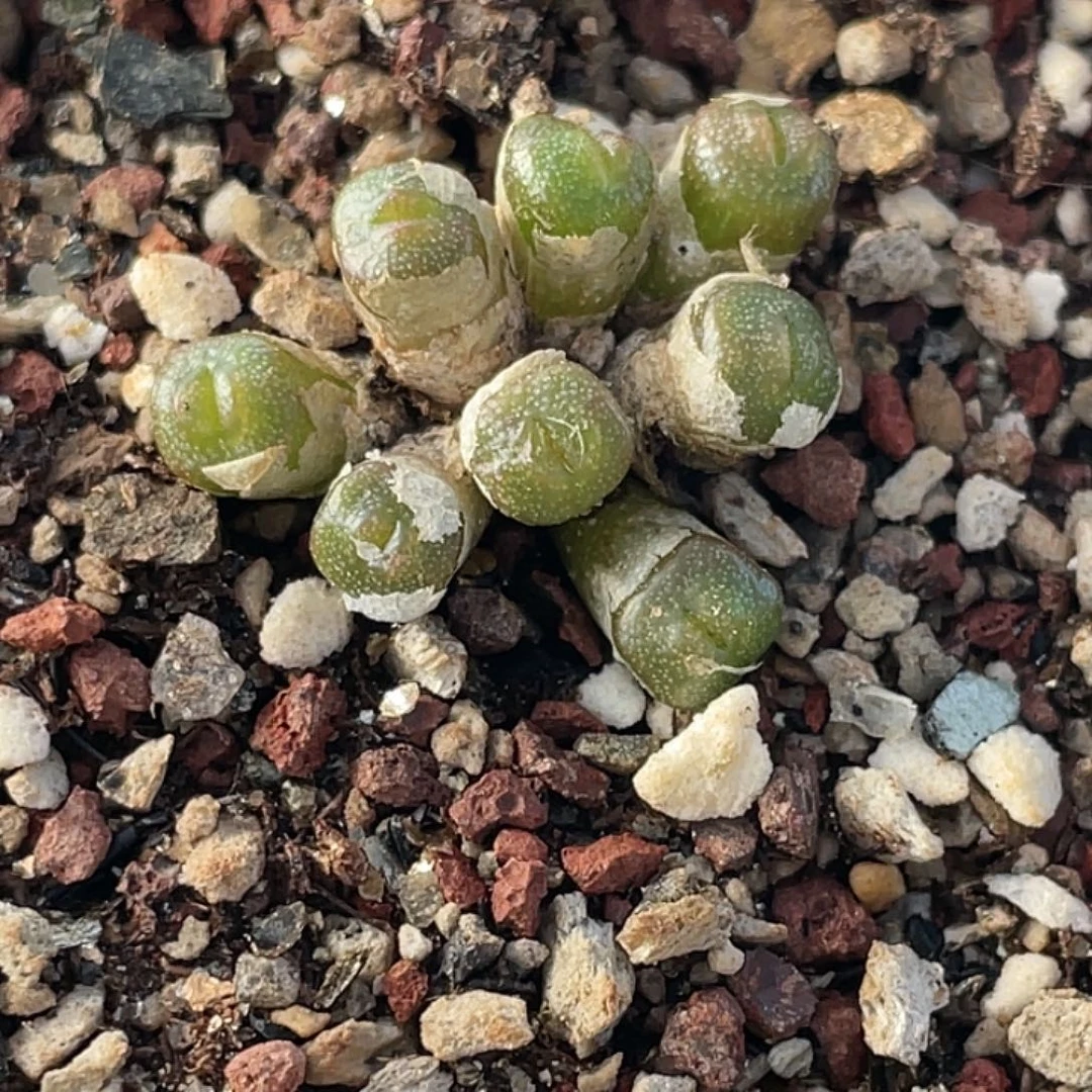 20-10方糖多肉植物肉锥