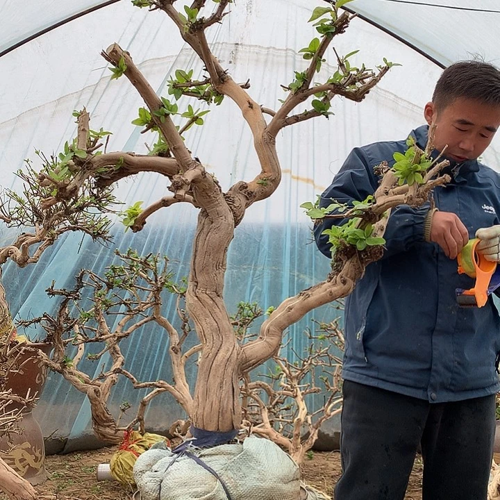 利***鑫无花朵金银花888888888888888888