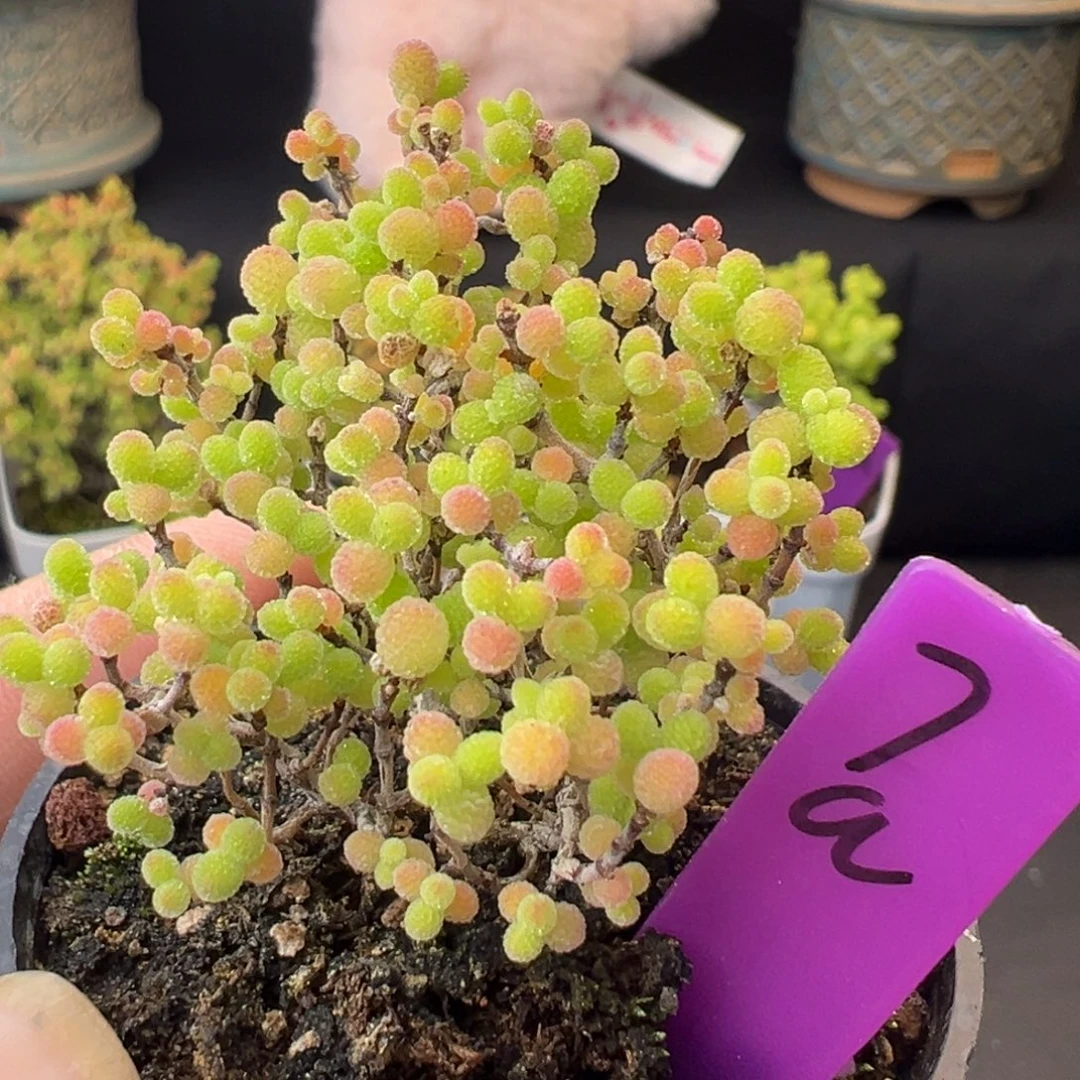 7a号5cm盆彩蜜橘糖球