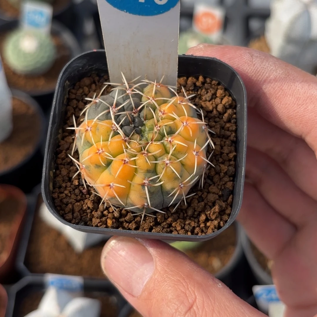 910实生瑞昌玉锦带盆带土