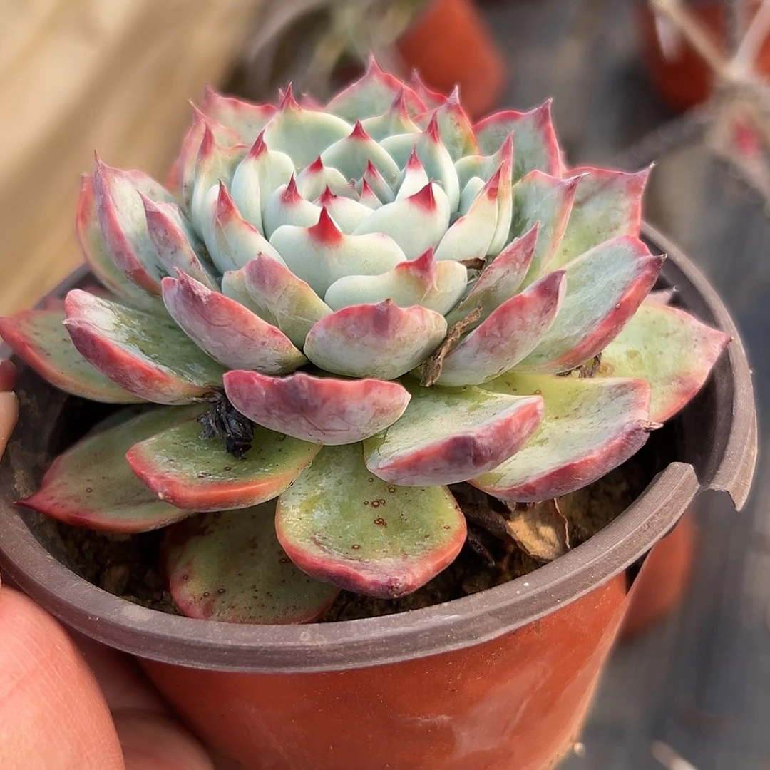 多肉植物吉娃娃单头