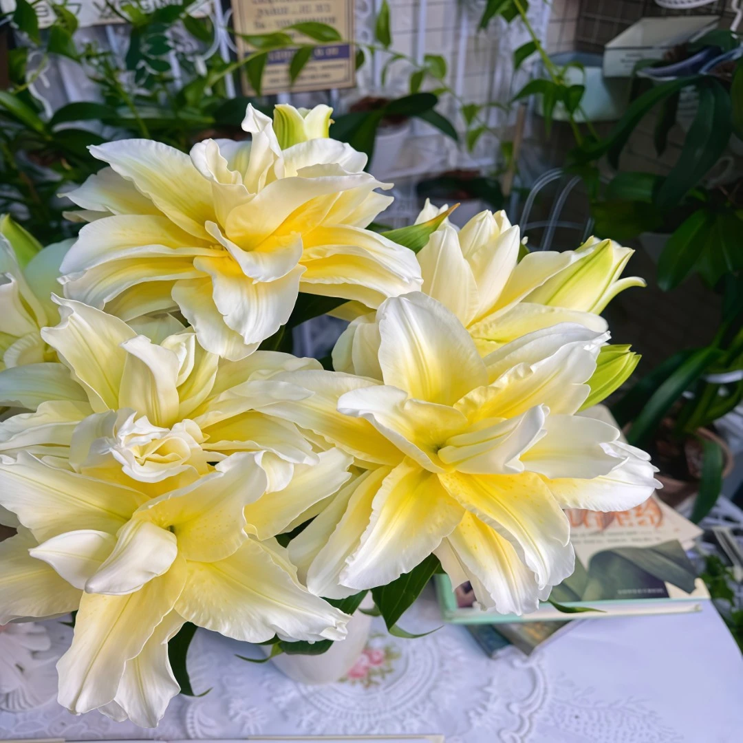 荷兰进口百合花庭院阳台浓香型花卉进口种球耐寒带芽重瓣室内外种