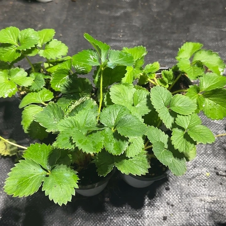 梦之芙+越雪妃+越秀+紫金香玉