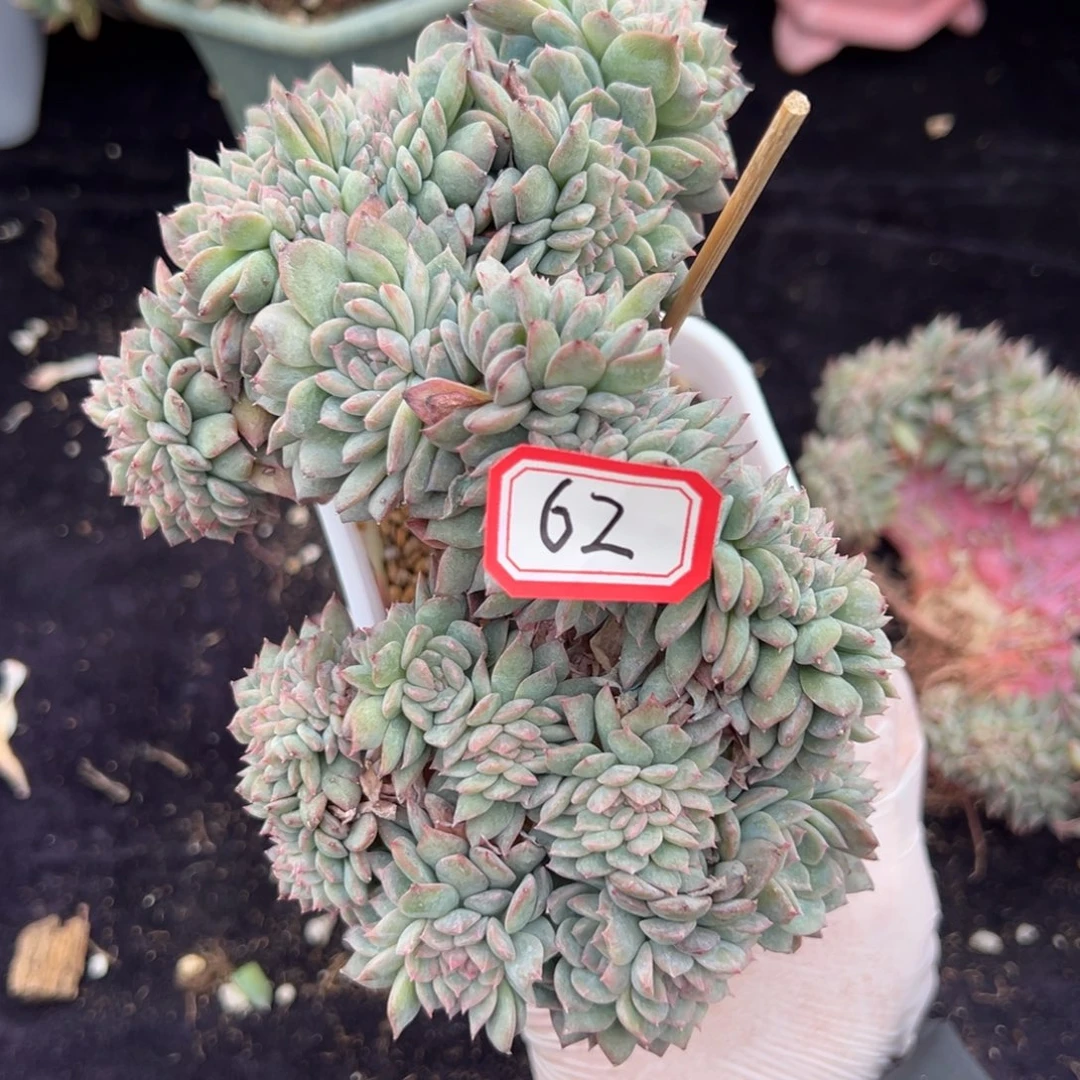 太*新年快乐 新年快乐 新年快乐