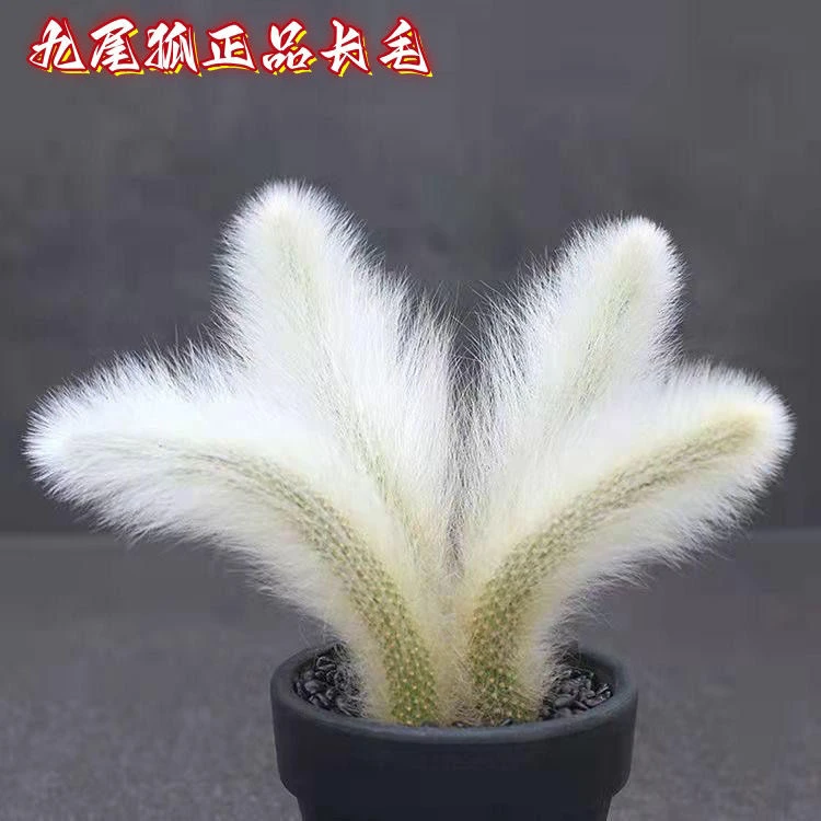 九尾狐多肉植物开花办公室桌面多肉盆栽花卉绿植净化空气夏季新手