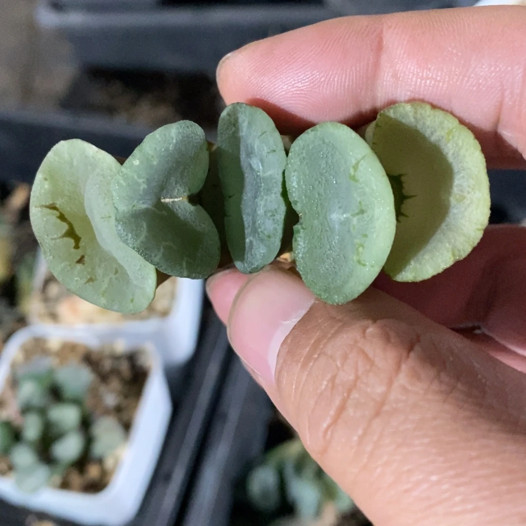 一颗大蓝镜玉扇。