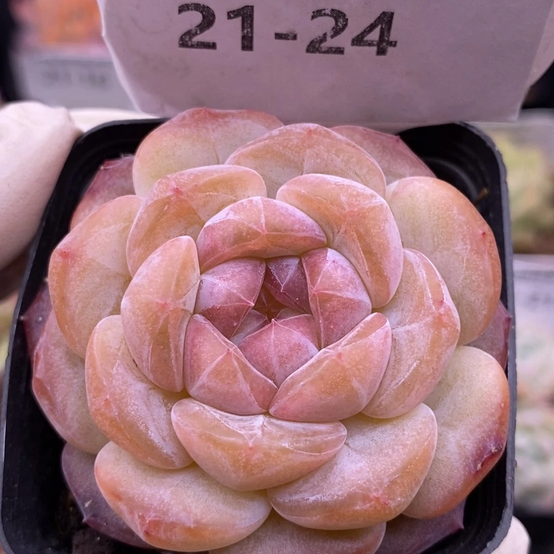 【闪购商品】21-24