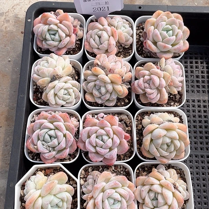 薇薇安园艺多肉2021