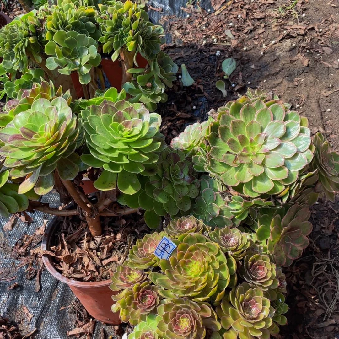 光***霏43鲜花老桩有疤造型不包断枝