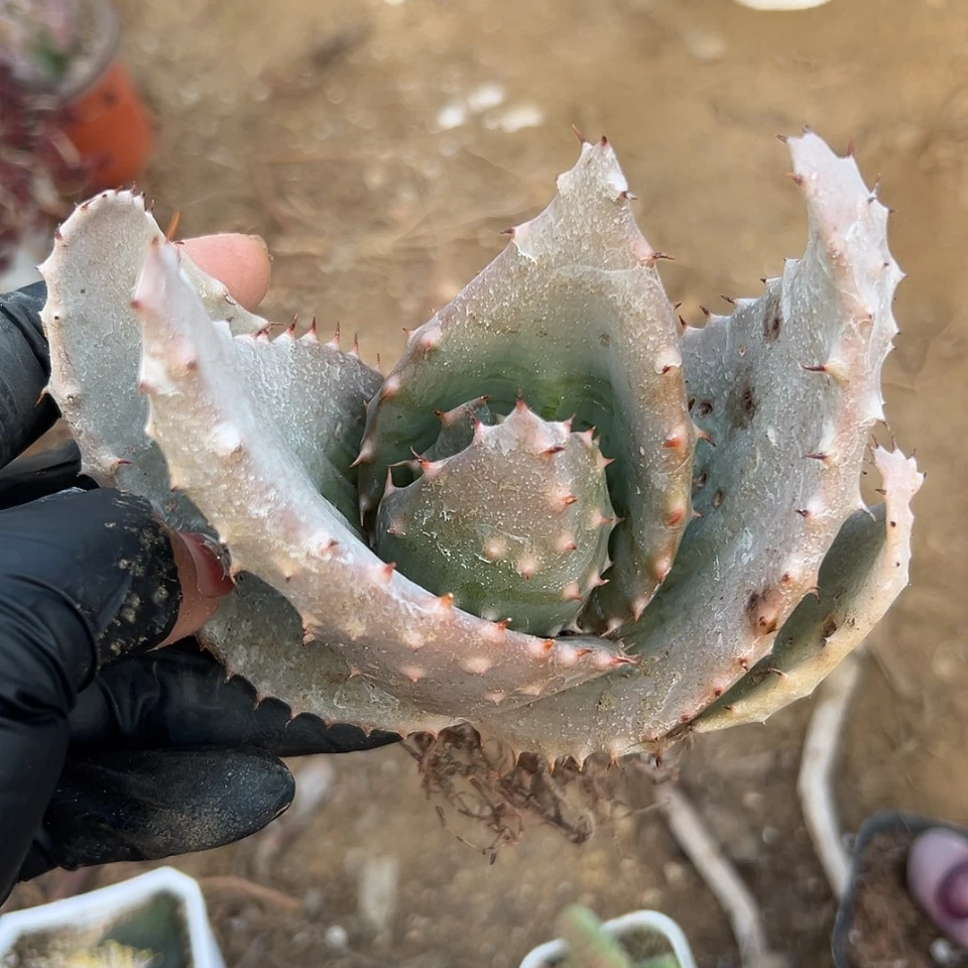 多肉植物多肉植物