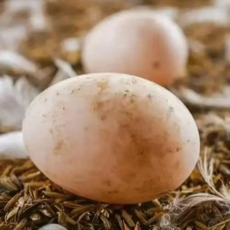 盛景纯天然高山白鹭鸭蛋