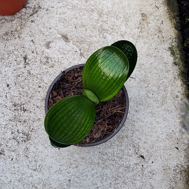 完全开放微体短宽