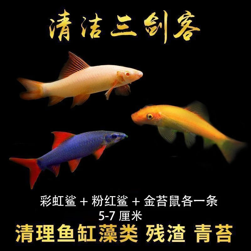 清道夫鱼金苔鼠彩虹鲨清洁三剑客小型热带观赏鱼吃垃圾活体