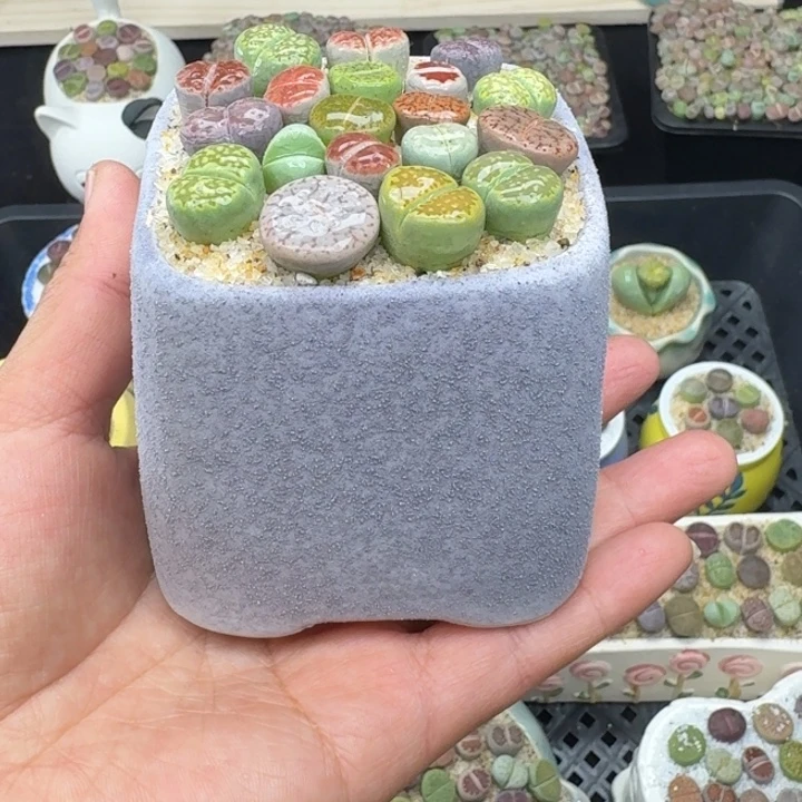 6037零下地区记得拍保温箱