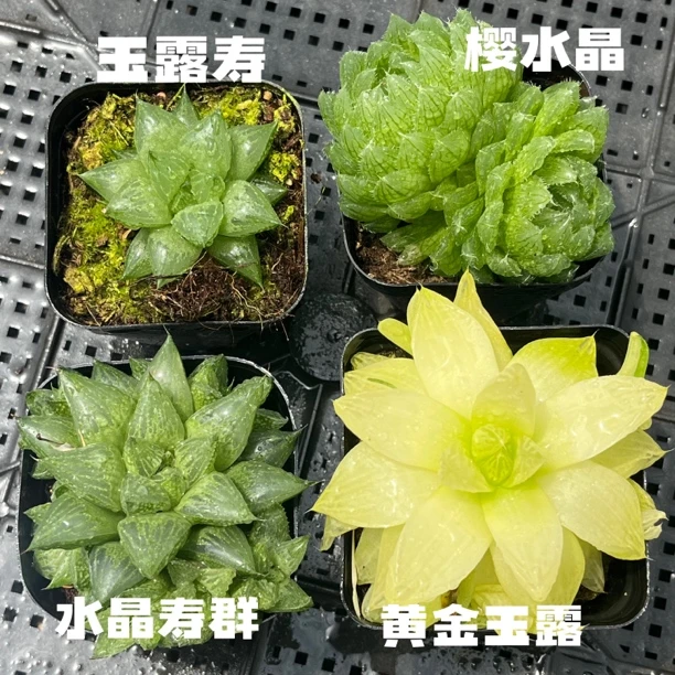 4盆玉露组合6.5盆发货 多肉植物