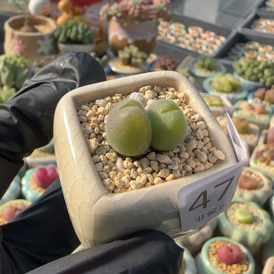 4703--一物一拍 带盆