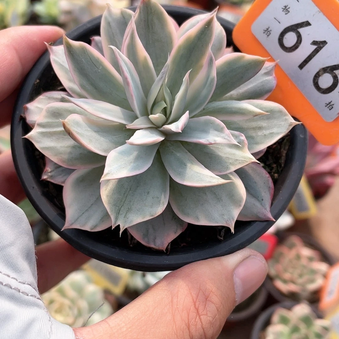 【闪购商品】无花朵616号