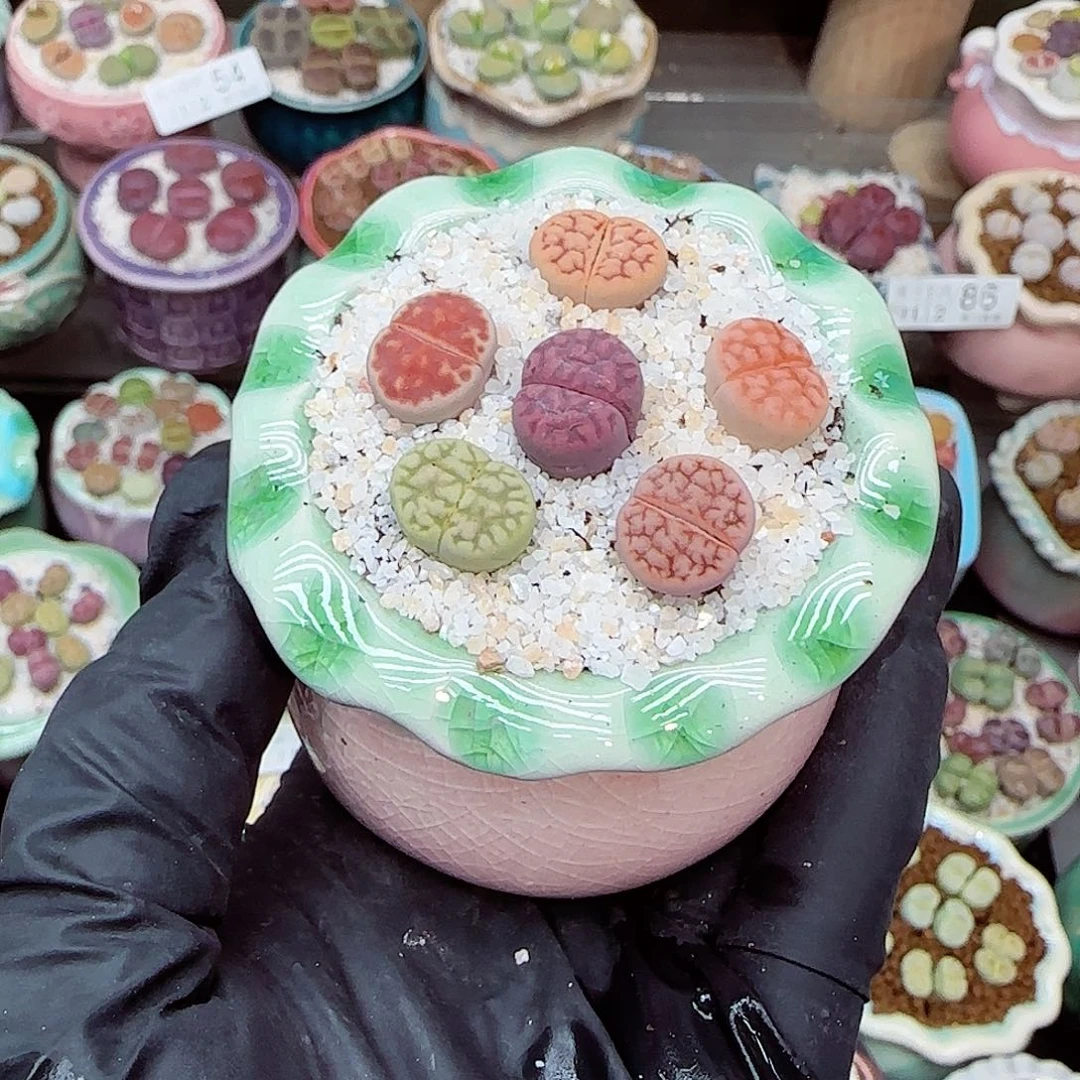 生石花满18包邮1112-91