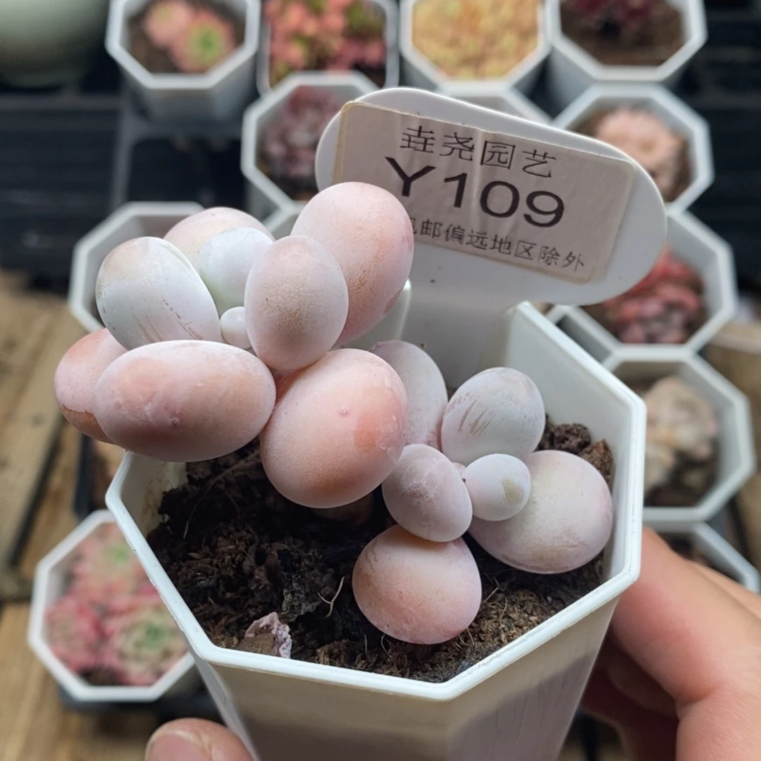 修*0109 文斯通6.5cm