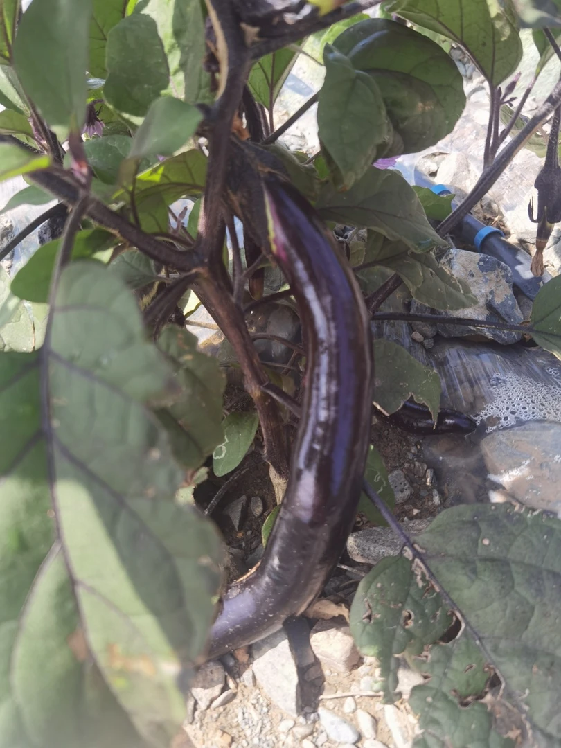 靖远旱沙地种植新鲜紫皮细长茄子产地直发
