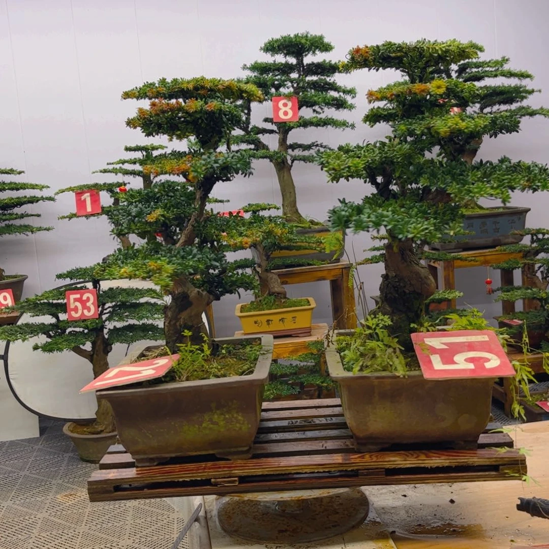 完全开放罗汉松盆景一对