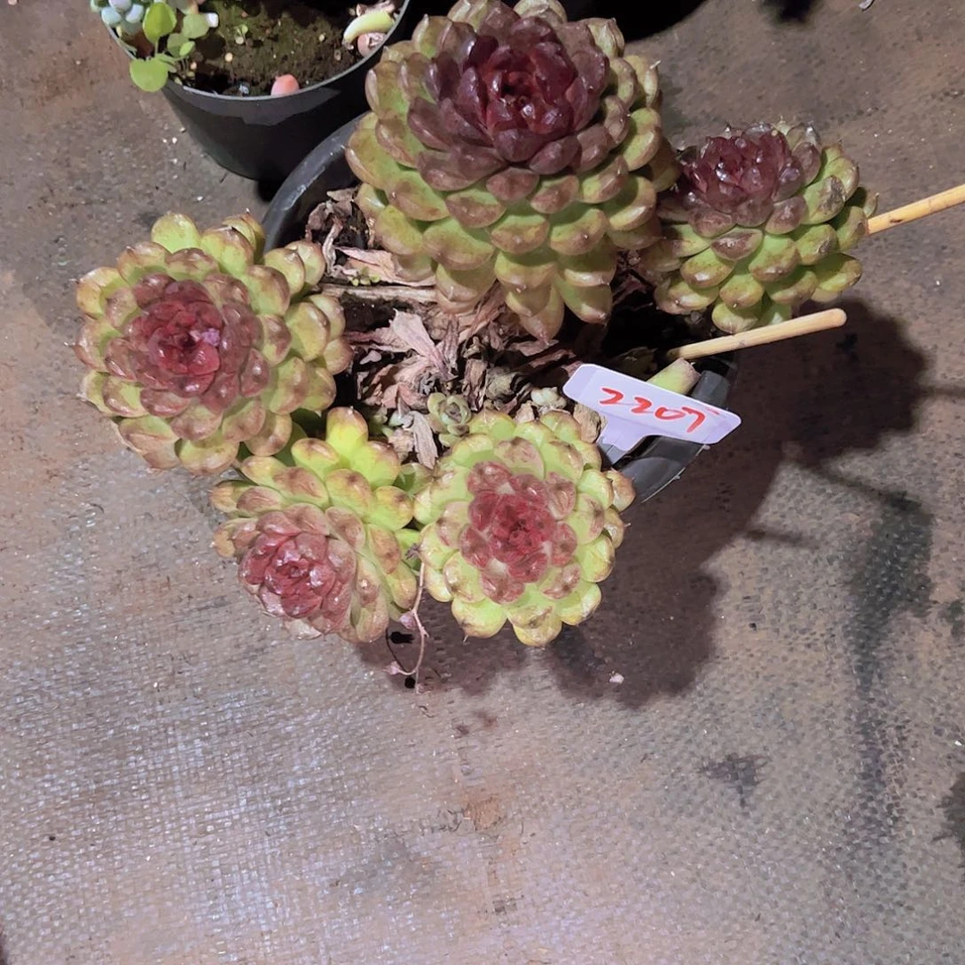 星*谷2207黑水晶58。。。。